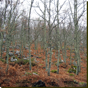 Candelario